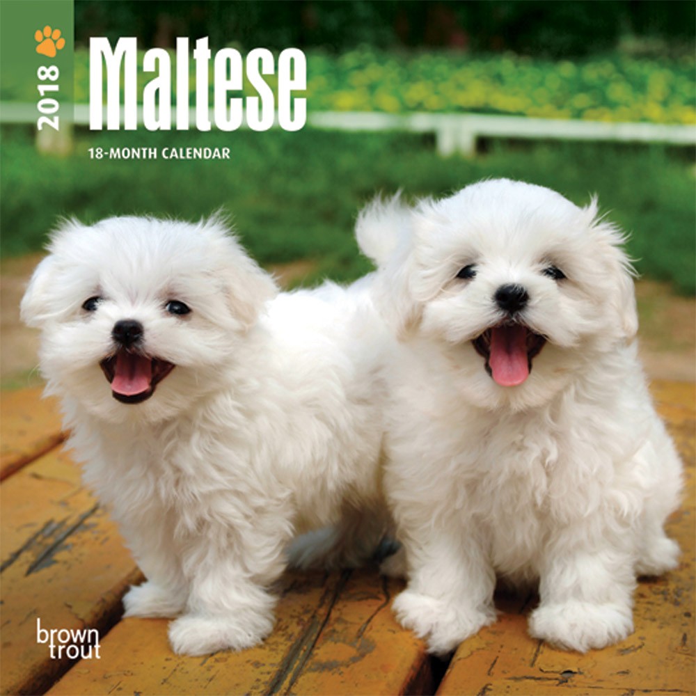 Maltese | DogDays 2023 Calendar and Puzzle App for iPhone, iPad