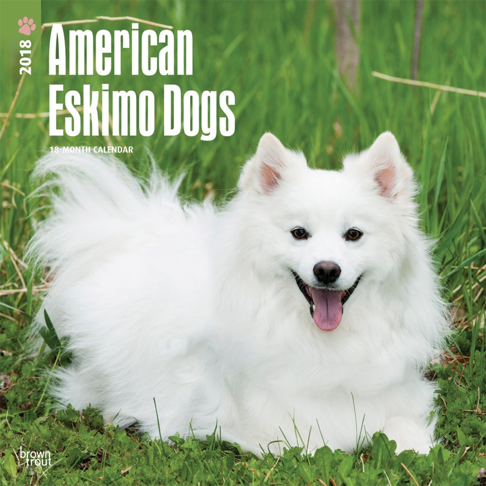 American Eskimo Dogs | DogDays 2023 Calendar and Puzzle App for iPhone ...