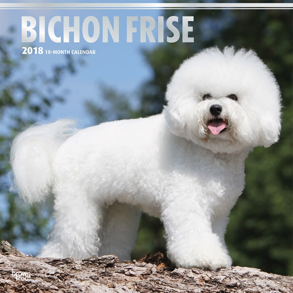 Bichon Frise | DogDays 2023 Calendar and Puzzle App for iPhone, iPad