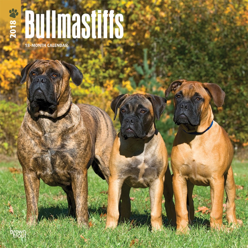 Bullmastiffs | DogDays 2023 Calendar and Puzzle App for iPhone, iPad ...