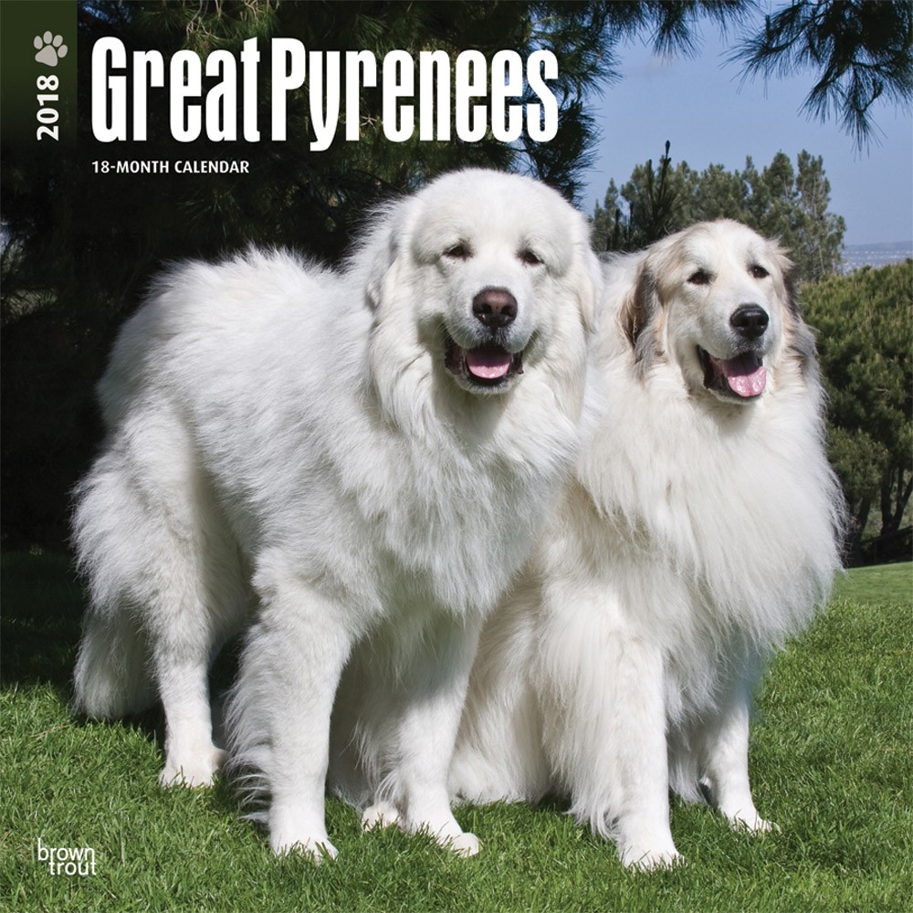 Great Pyrenees | DogDays 2022 Calendar and Puzzle App for iPhone, iPad