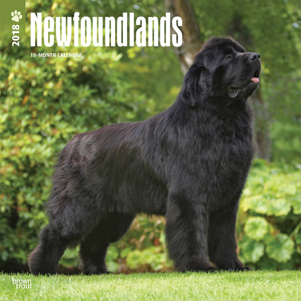 Newfoundlands | DogDays 2023 Calendar and Puzzle App for iPhone, iPad