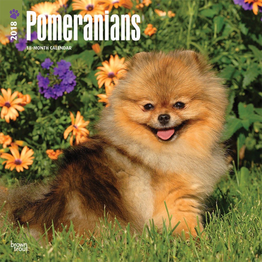 Pomeranians | DogDays 2023 Calendar and Puzzle App for iPhone, iPad ...