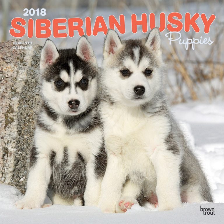 Siberian Husky Puppies | DogDays 2023 Calendar and Puzzle App for ...