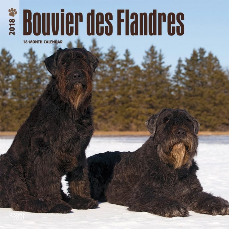 Bouvier Des Flandres | DogDays 2023 Calendar and Puzzle App for iPhone