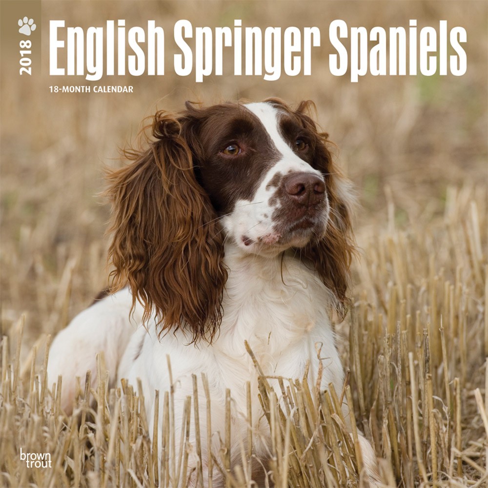 English Springer Spaniels International Edition DogDays 2023 Calendar 
