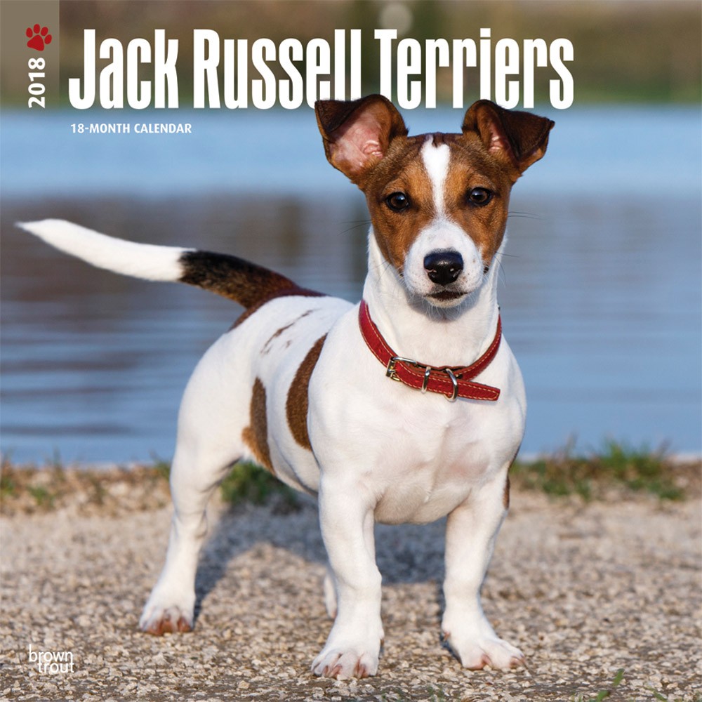 Jack Russell Terriers International Edition | DogDays 2023 Calendar and ...