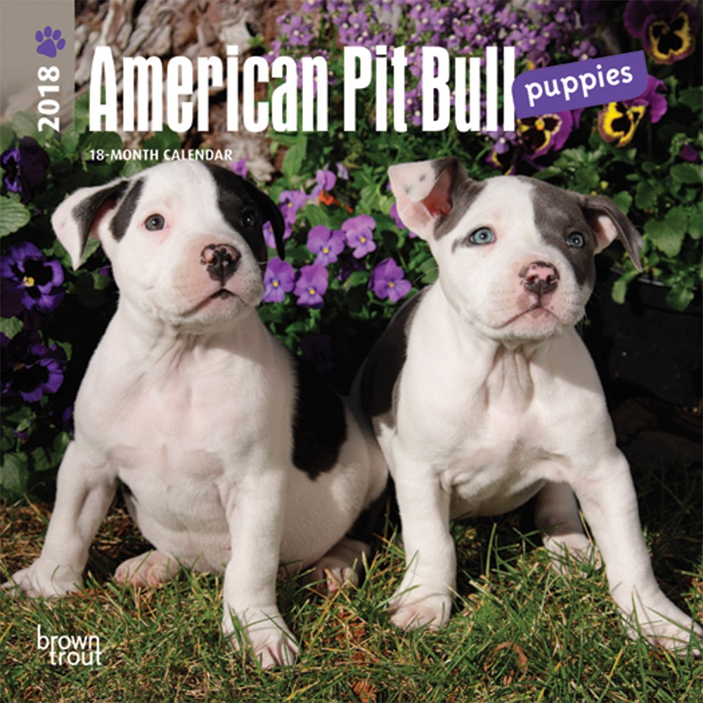 American Pit Bull Terrier Puppies DogDays 2023 Calendar and Puzzle