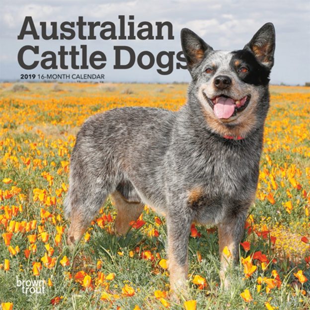 miniature australian cattle dog