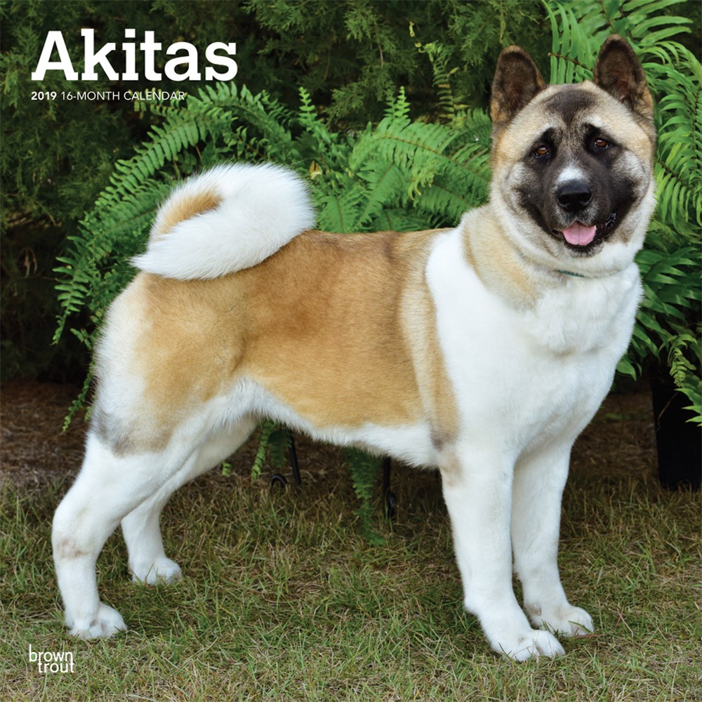 Akitas 2019 Square Wall Calendar | DogDays 2023 Calendar and Puzzle App