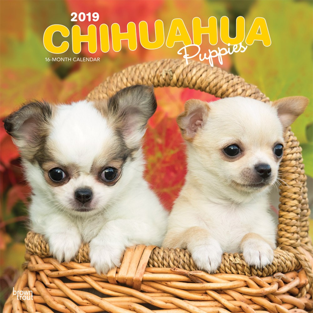Chihuahua Puppies 2019 Square Wall Calendar DogDays 2023 Calendar and