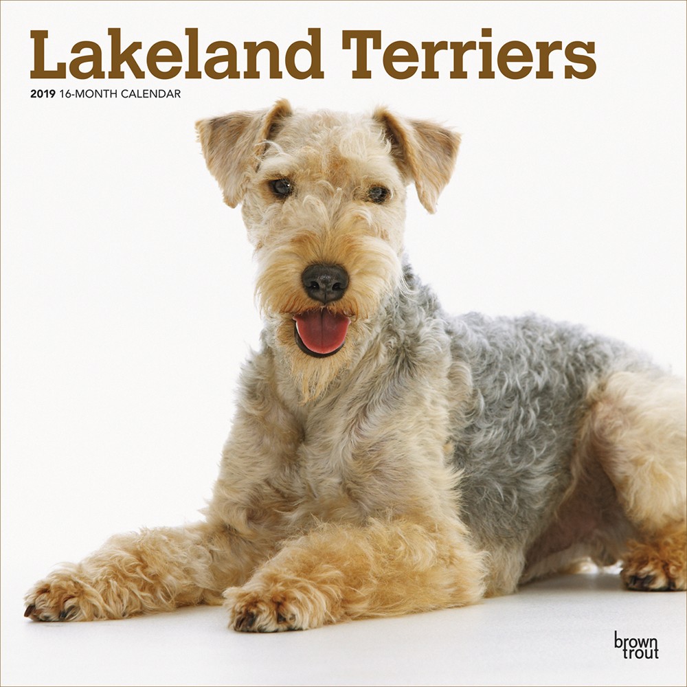 Lakeland Terriers 2019 Square Wall Calendar | DogDays 2023 Calendar and