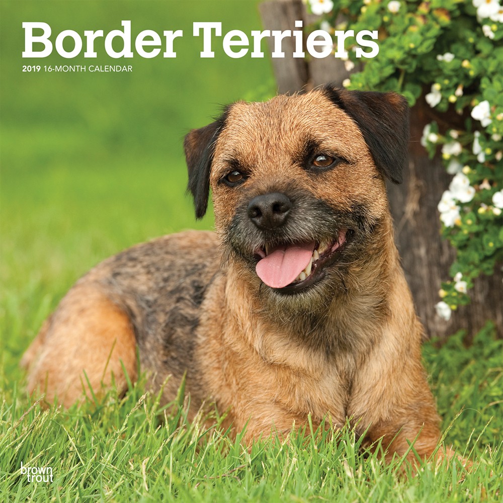 Border Terriers 2019 Square Wall Calendar | DogDays 2023 Calendar and ...