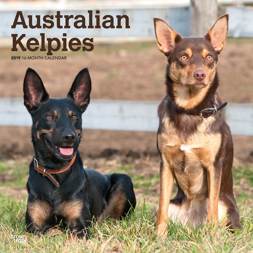The Dogs Breed \Kelpie