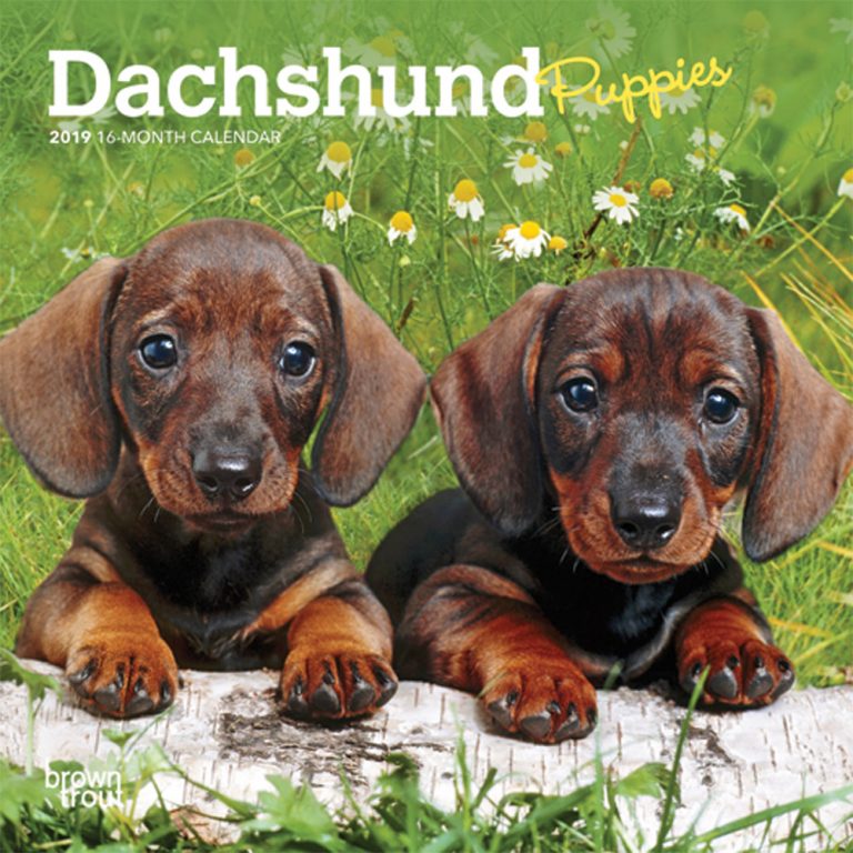 Dachshund Puppies 2019 Mini Wall Calendar | DogDays 2022 Calendar and