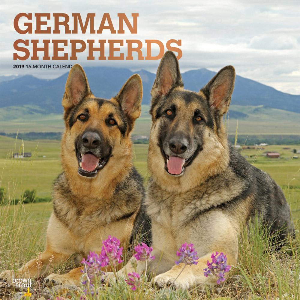 German Shepherds 2019 Square Wall Calendar DogDays 2023 Calendar and