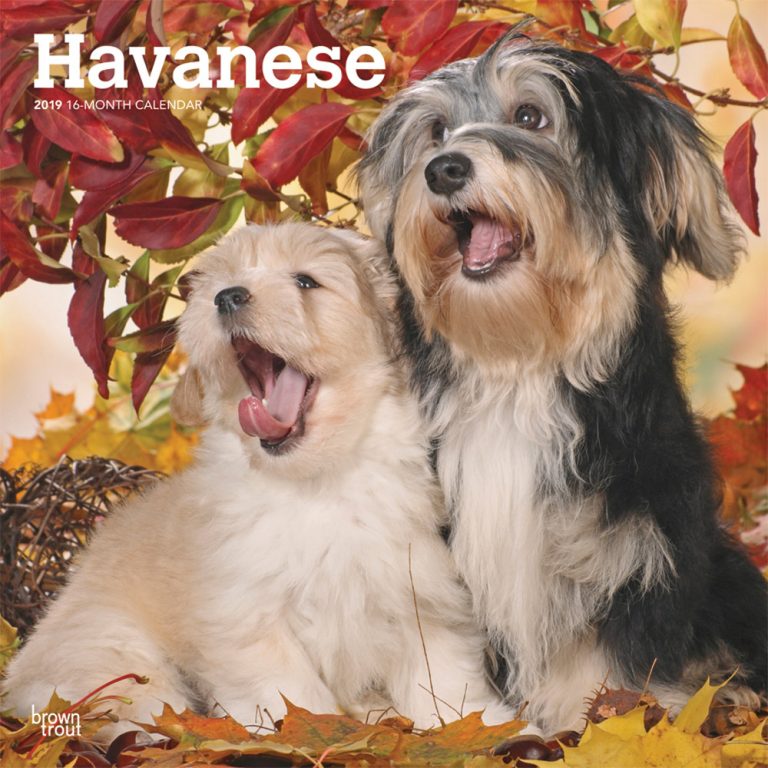 Havanese 2019 Square Wall Calendar | DogDays 2023 Calendar and Puzzle