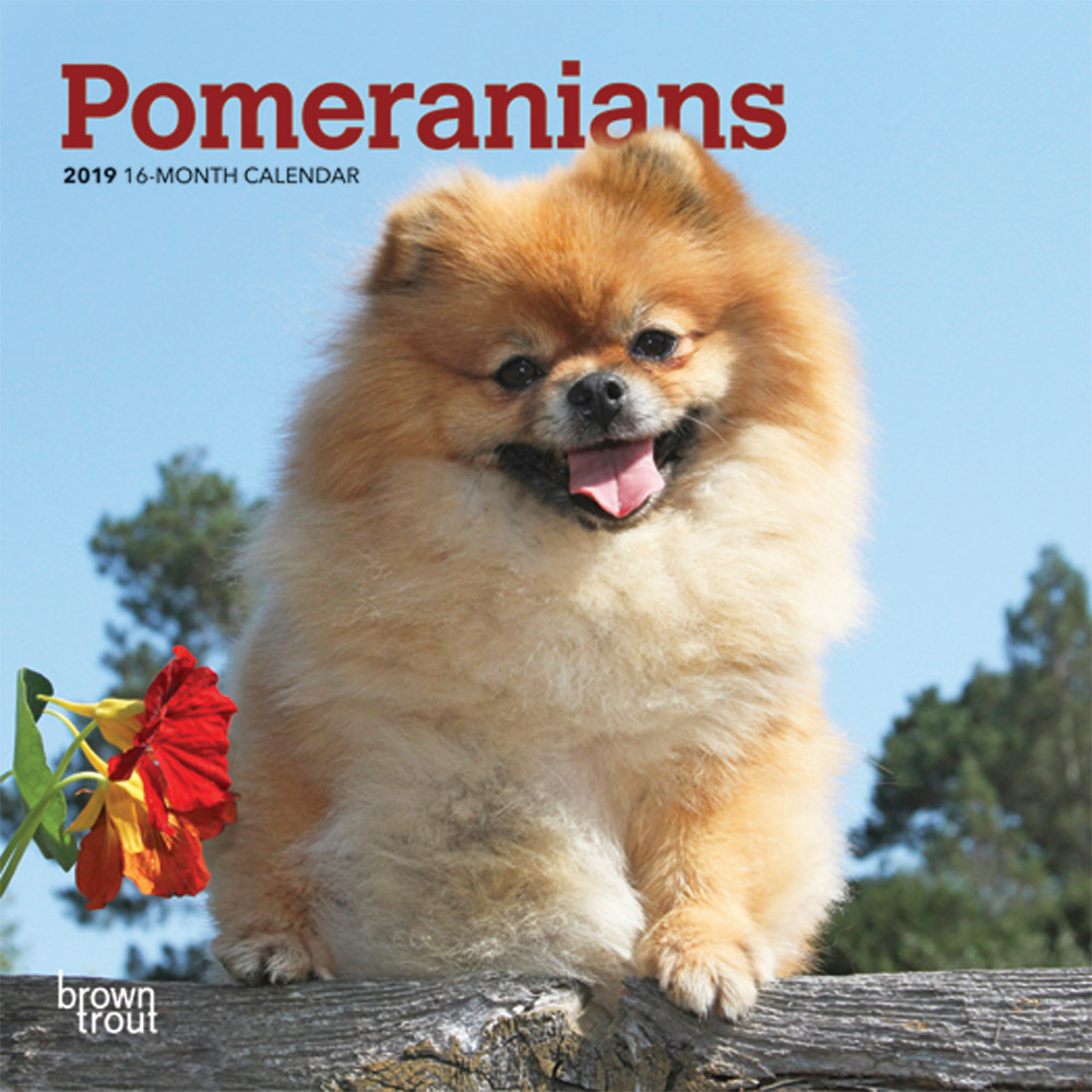 Pomeranians 2019 Mini Wall Calendar DogDays 2023 Calendar and Puzzle