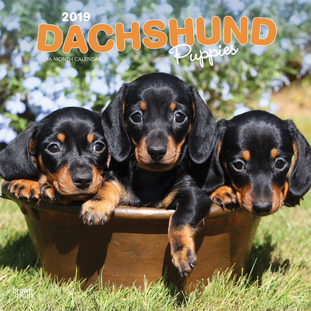 Dachshund Puppies 2019 Square Wall Calendar DogDays 2023 Calendar and