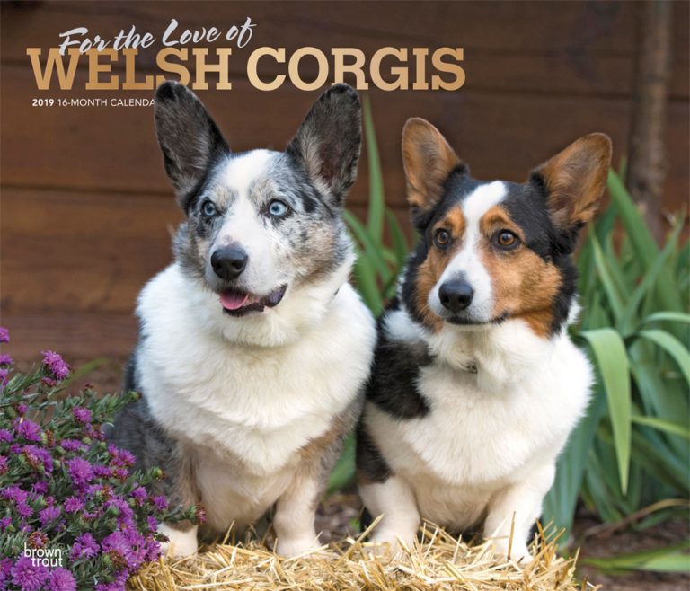 For the Love of Welsh Corgis 2019 Deluxe Wall Calendar | DogDays 2023