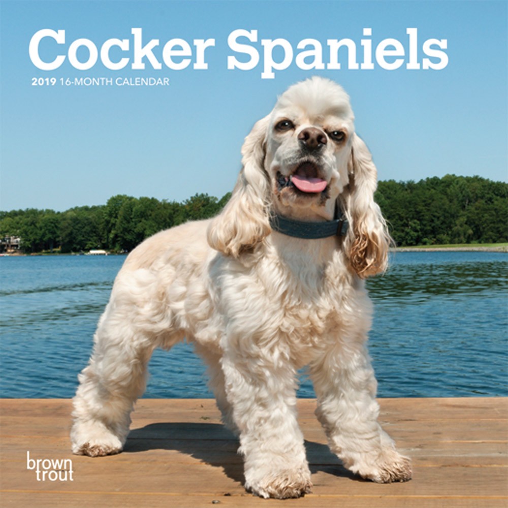 Cocker Spaniels 2019 Mini Wall Calendar | DogDays 2023 Calendar and