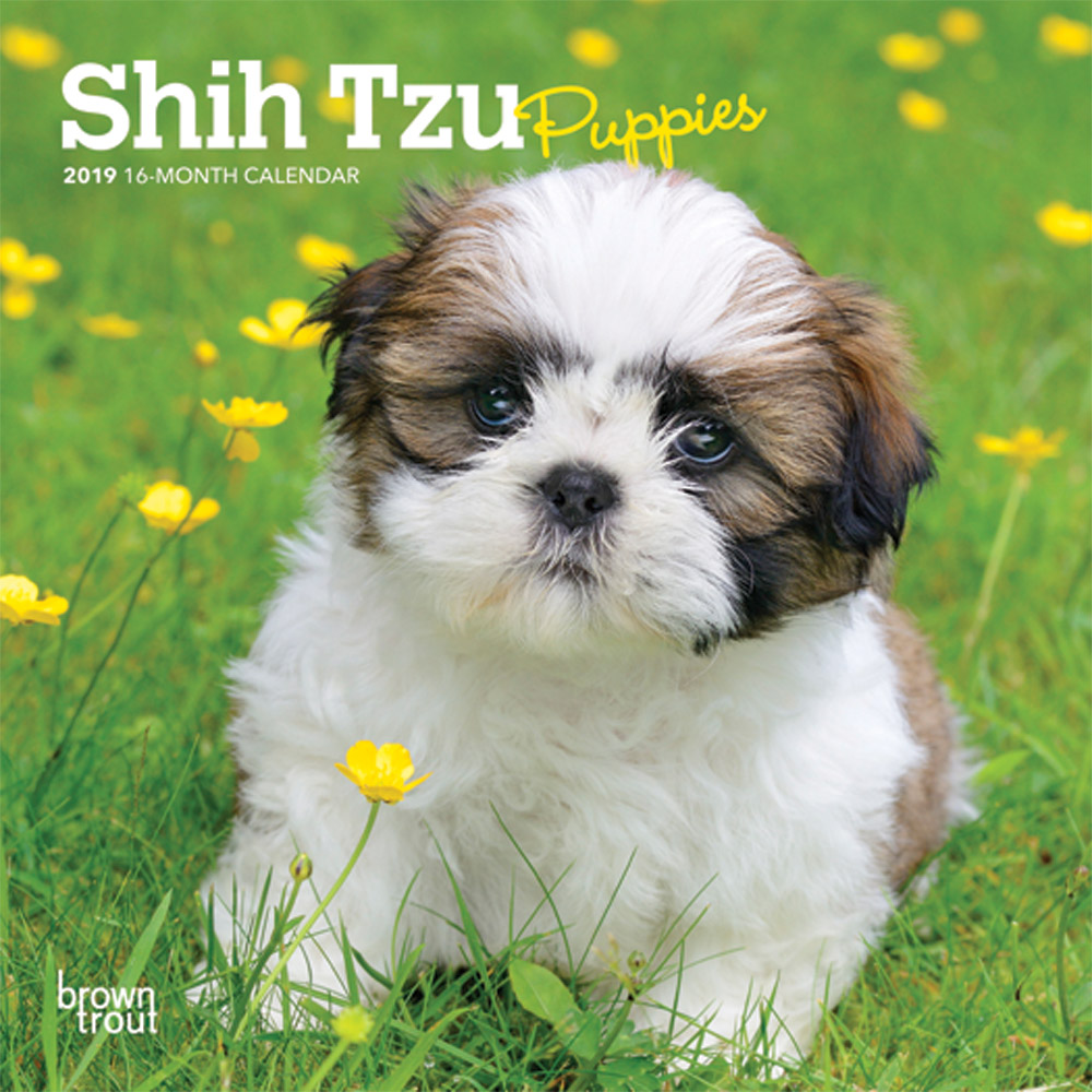 Shih Tzu Puppies 2019 Mini Wall Calendar DogDays 2023 Calendar and
