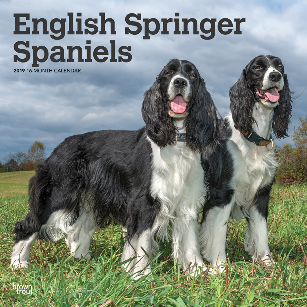 English Springer Spaniels 2019 Square Wall Calendar | DogDays 2023