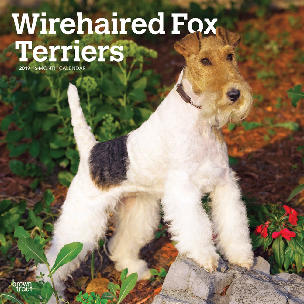 Wirehaired Fox Terriers 2019 Square Wall Calendar DogDays 2023