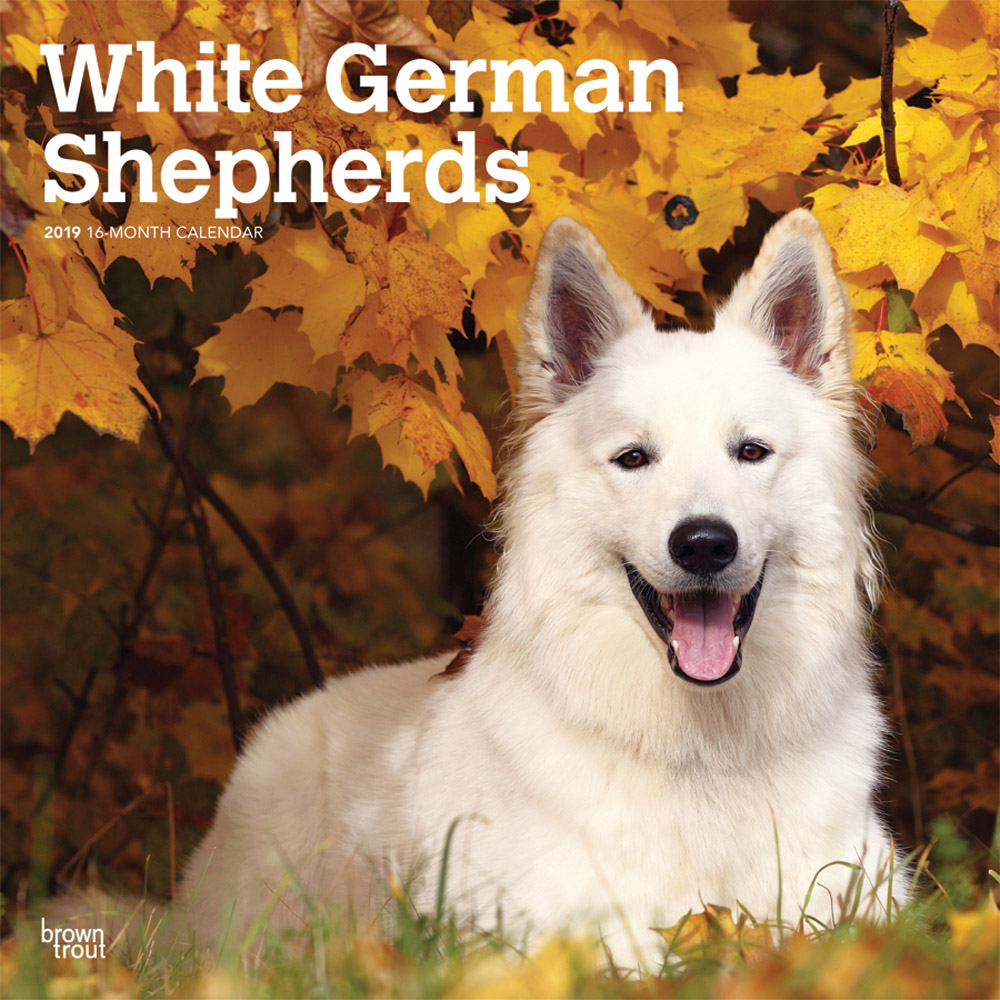 White German Shepherds 2019 Square Wall Calendar DogDays 2023