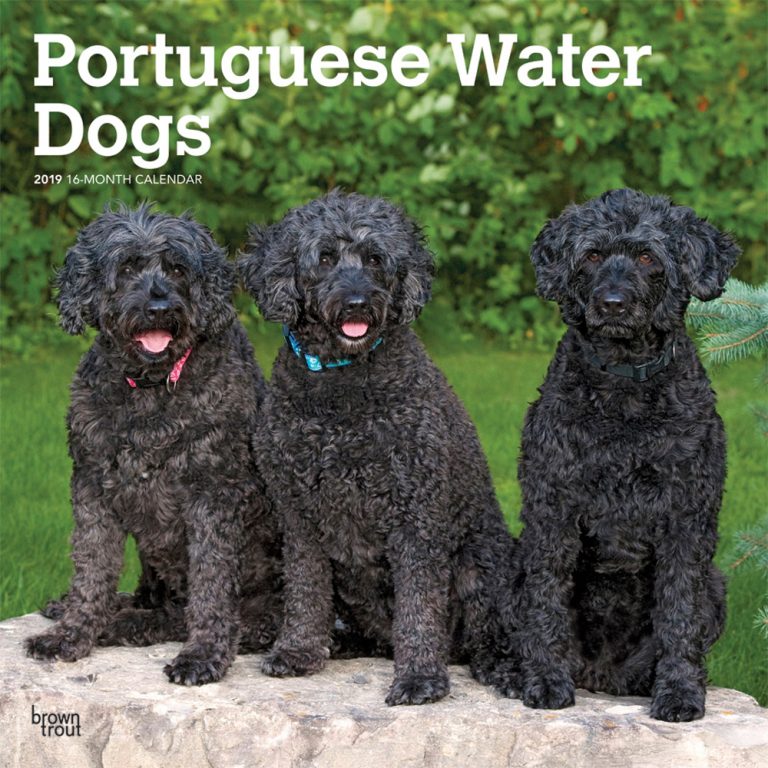 Portuguese Water Dogs 2019 Square Wall Calendar DogDays 2023 Calendar