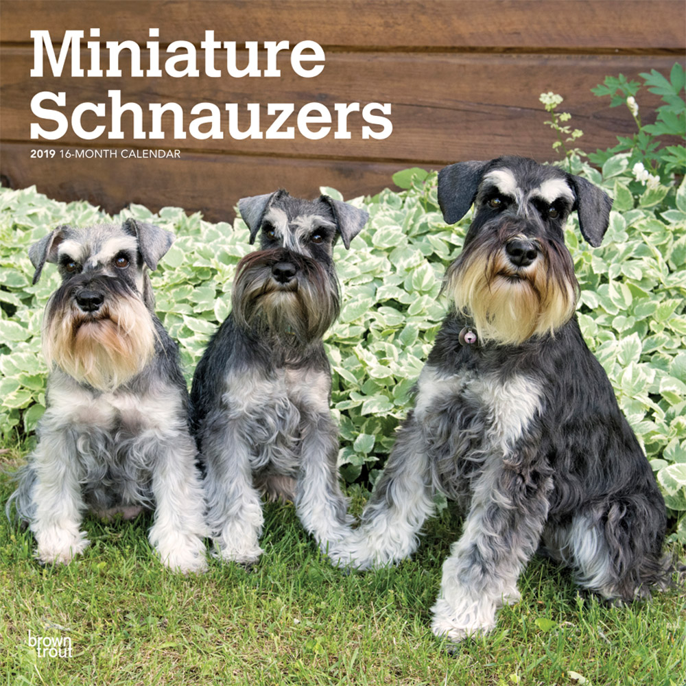 Miniature Schnauzers International Edition 2019 Square Wall Calendar