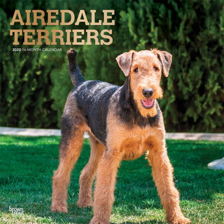 Airedale Terriers 2020 Square Wall Calendar with Foil Stamped Cover