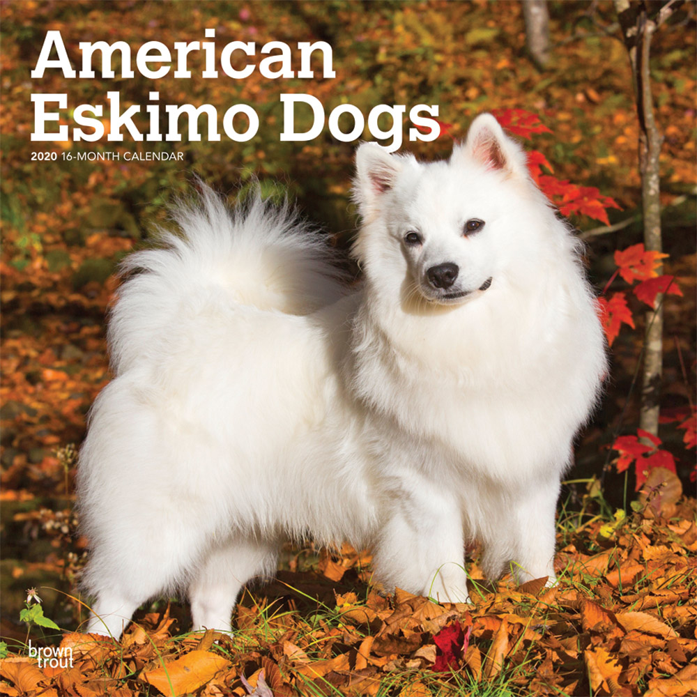 American Eskimo Dogs 2020 Square Wall Calendar DogDays 2023 Calendar