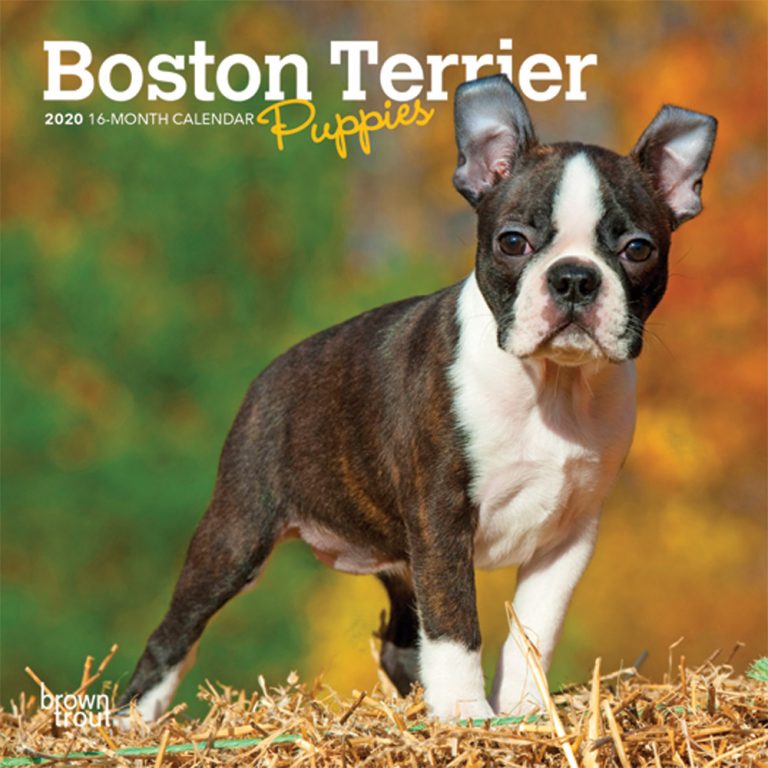 Boston Terrier Calendar 2023 Boston Terrier Puppies 2020 Mini Wall Calendar DogDays 2021 Calendar and Puzzle App for iPhone