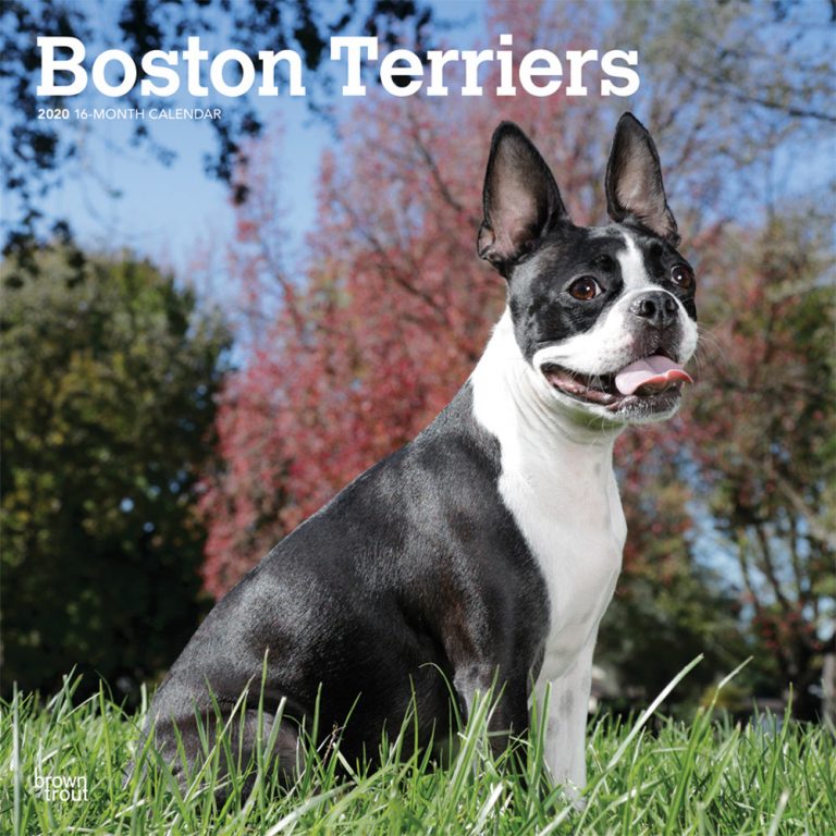 Boston Terrier Calendar 2023 Boston Terriers 2020 Square Wall Calendar DogDays 2022 Calendar and Puzzle App for iPhone