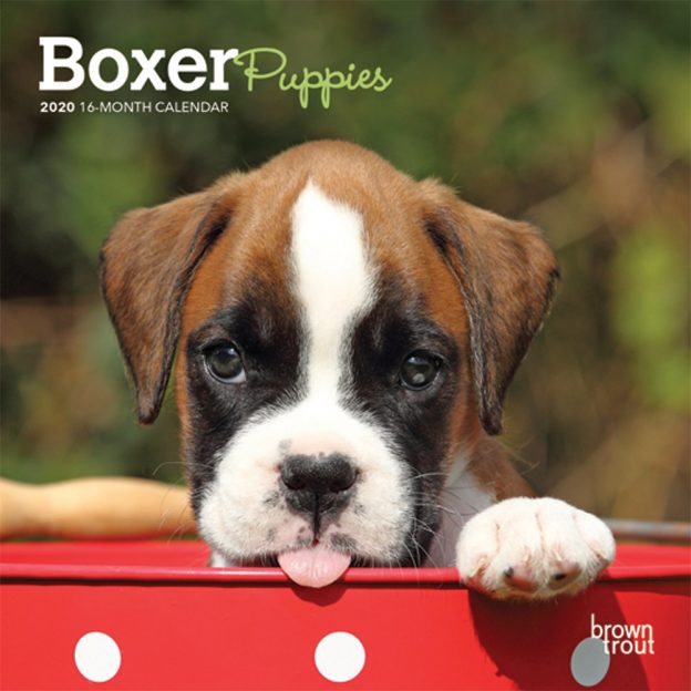 Boxer Puppies 2020 7 x 7 Inch Monthly Mini Wall Calendar, Animals Dog Breeds Puppies