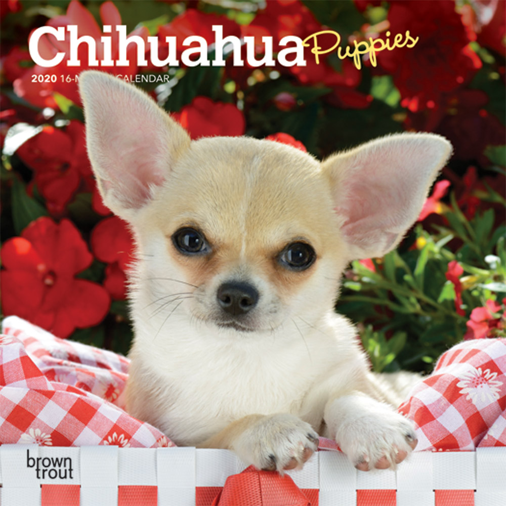 Chihuahua Puppies 2020 Mini Wall Calendar DogDays 2023 Calendar and