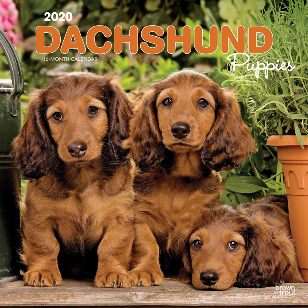 Dachshund Puppies 2020 Square Wall Calendar | DogDays 2023 Calendar and