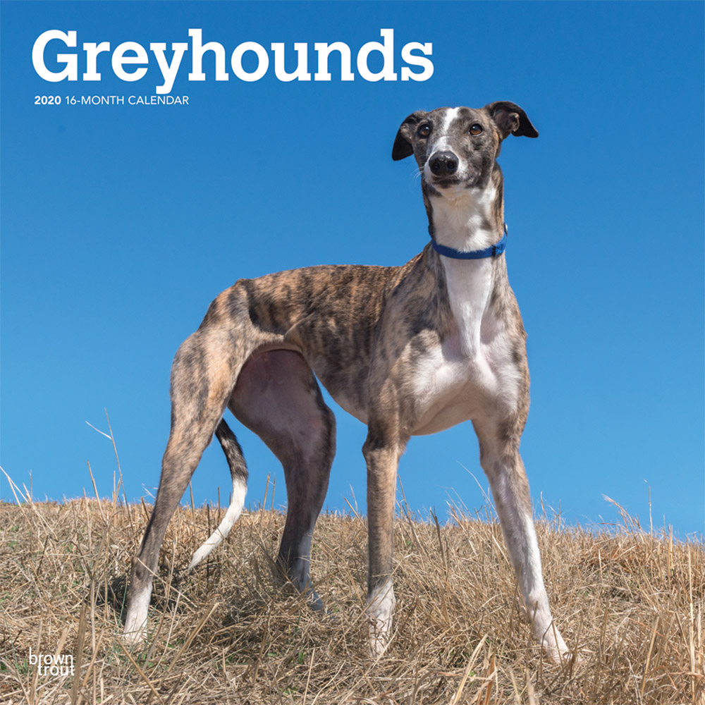 Greyhounds 2020 Square Wall Calendar | DogDays 2023 Calendar and Puzzle