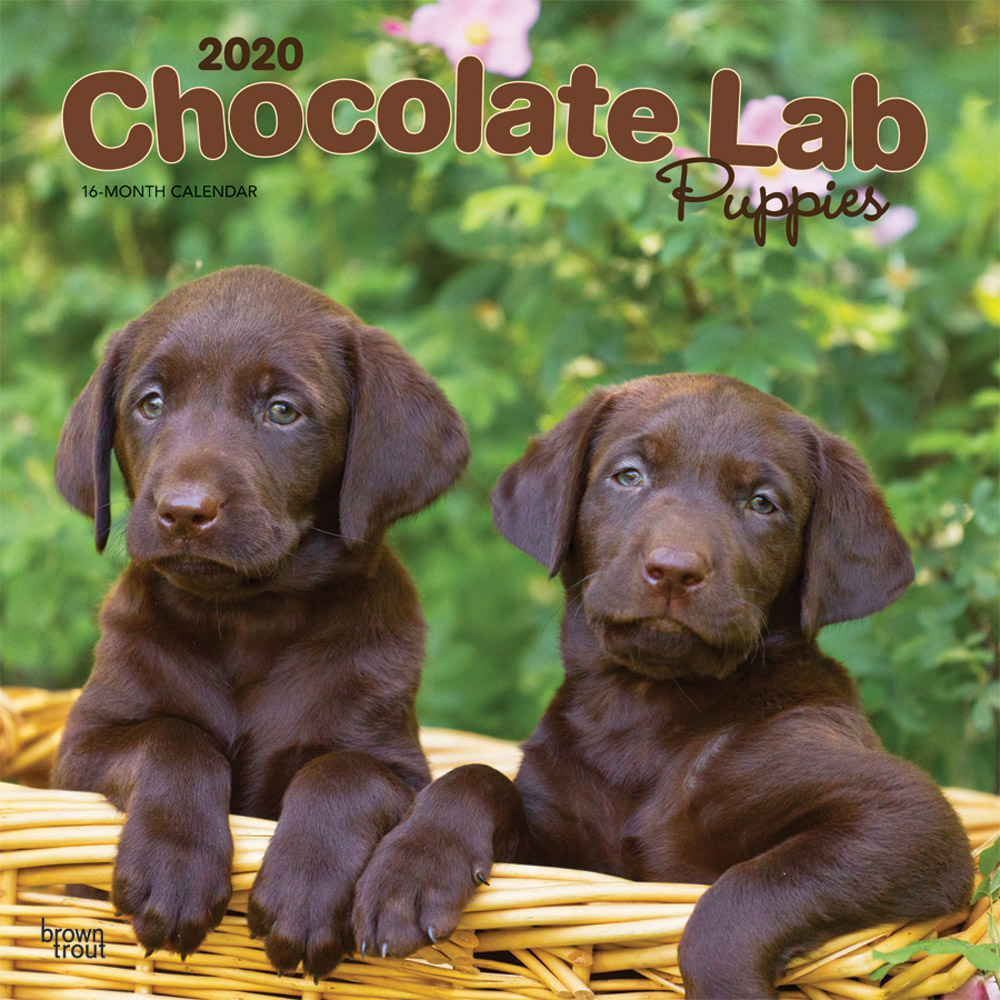 Chocolate Labrador Retriever Puppies 2020 Square Wall Calendar
