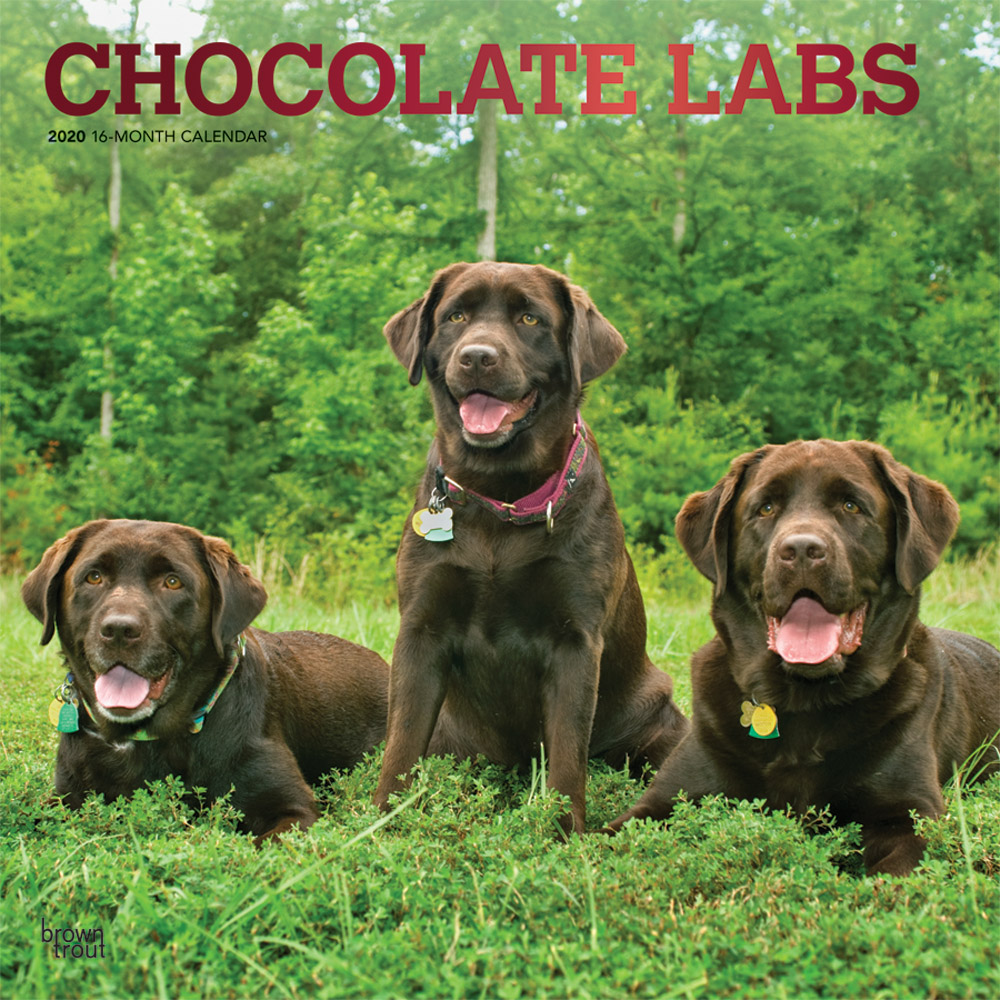 Chocolate Labrador Retrievers 2020 Square Wall Calendar DogDays 2023