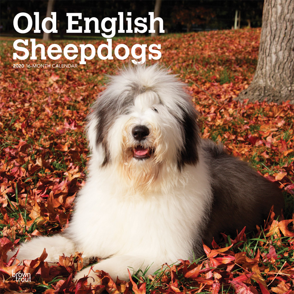 Old English Sheepdogs 2020 Square Wall Calendar DogDays 2023 Calendar 
