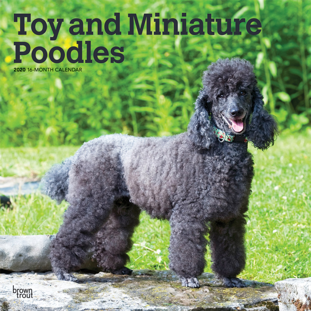 Toy and Miniature Poodles 2020 Square Wall Calendar | DogDays 2023