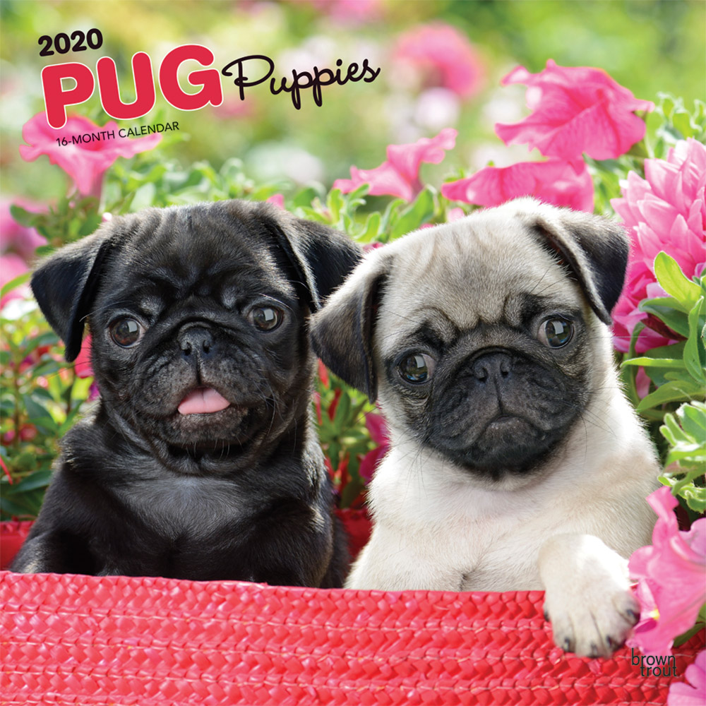 Pug Puppies 2020 Square Wall Calendar | DogDays 2023 Calendar and