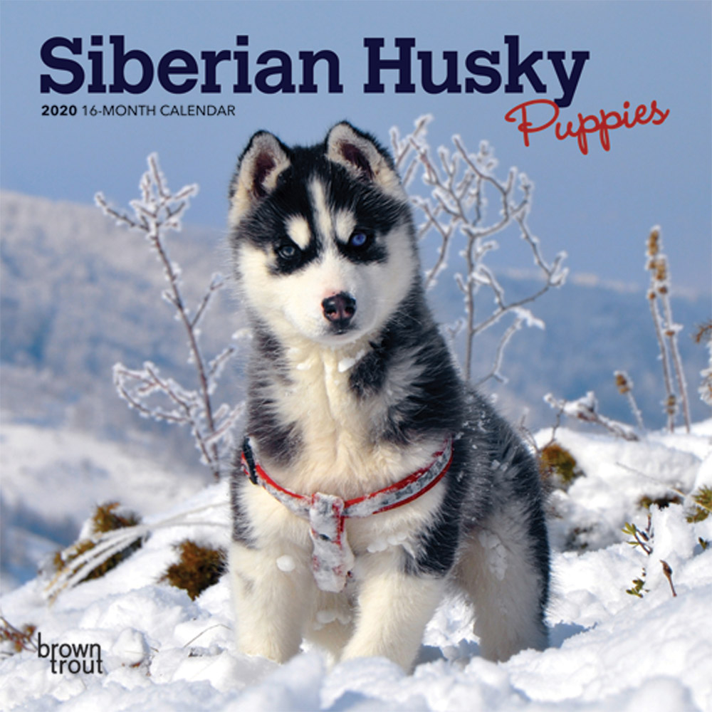 Siberian Husky Puppies 2020 Mini Wall Calendar | DogDays 2023 Calendar