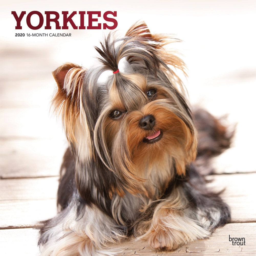 Yorkies 2020 Square Wall Calendar DogDays 2023 Calendar and Puzzle