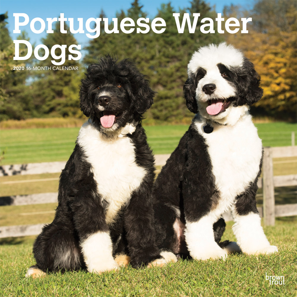 Portuguese Water Dogs 2020 Square Wall Calendar DogDays 2023 Calendar