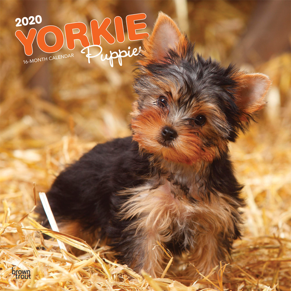 Yorkie Puppies 2020 Square Wall Calendar | DogDays 2023 Calendar and