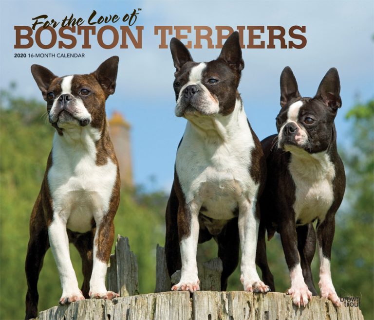 Boston Terrier Calendar 2023 For the Love of Boston Terriers 2020 Deluxe Wall Calendar DogDays 2021 Calendar and Puzzle App