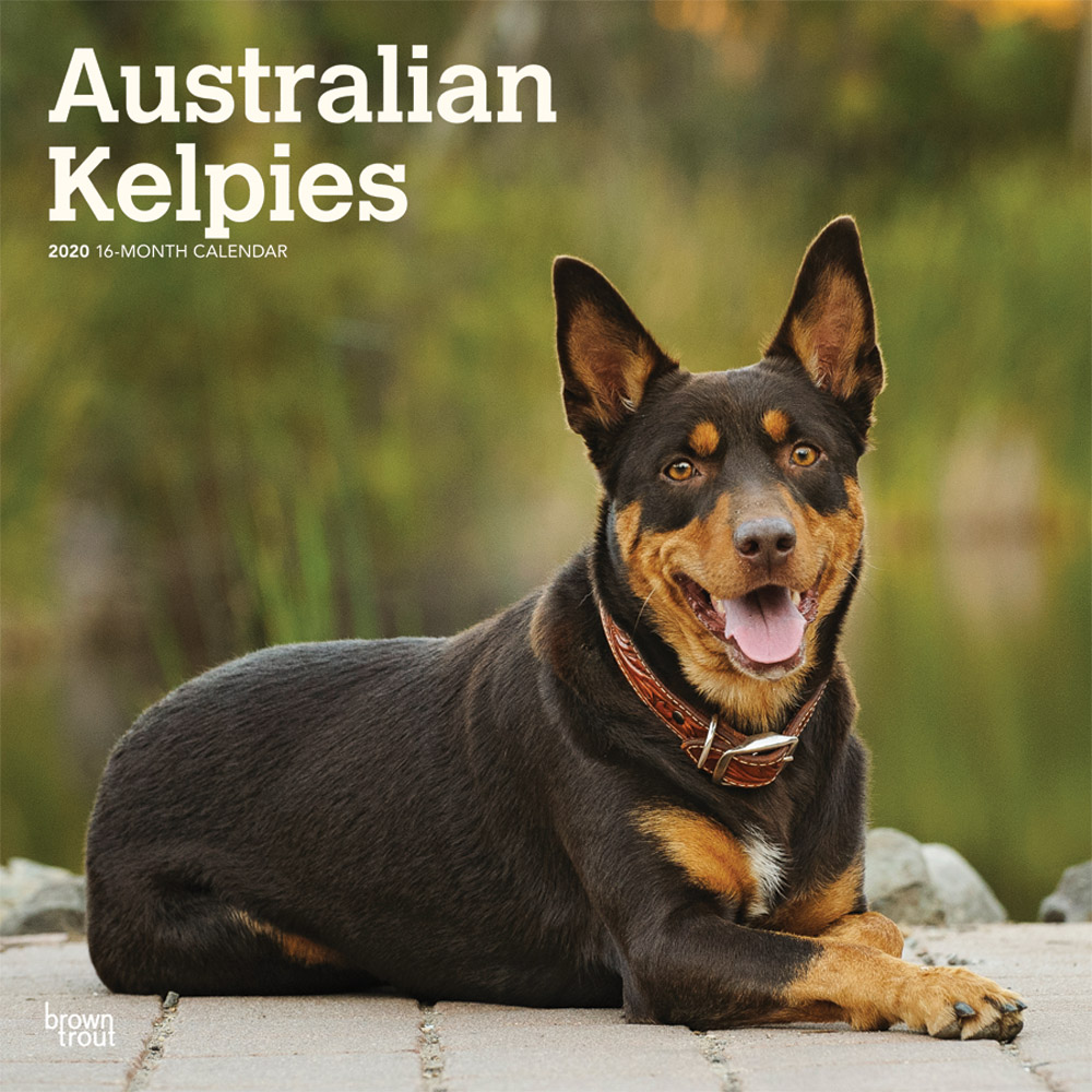 Australian Kelpies 2020 Square Wall Calendar | DogDays 2023 Calendar